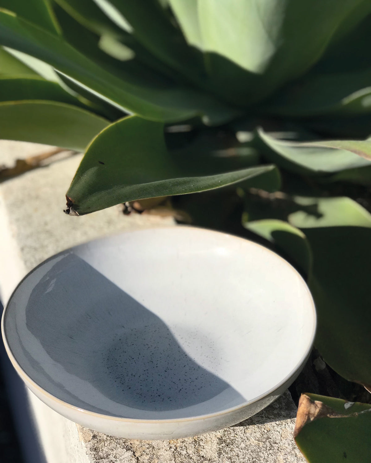 Weiße Schale steht auf einer Betonfläche neben einer großen grünen Pflanze im Sonnenlicht.